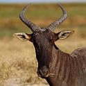 173 Okavango Delta, lierantilope